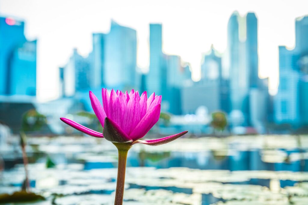 Close-up of a pink water lily against the backdrop of Singapore's modern skyline, capturing a blend of nature and urban life.