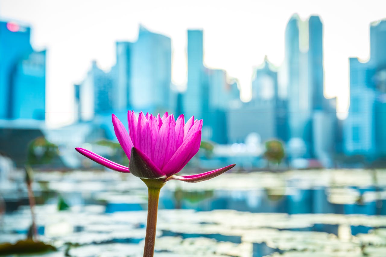 cta-01 Close-up of a pink water lily against the backdrop of Singapore's modern skyline, capturing a blend of nature and urban life.