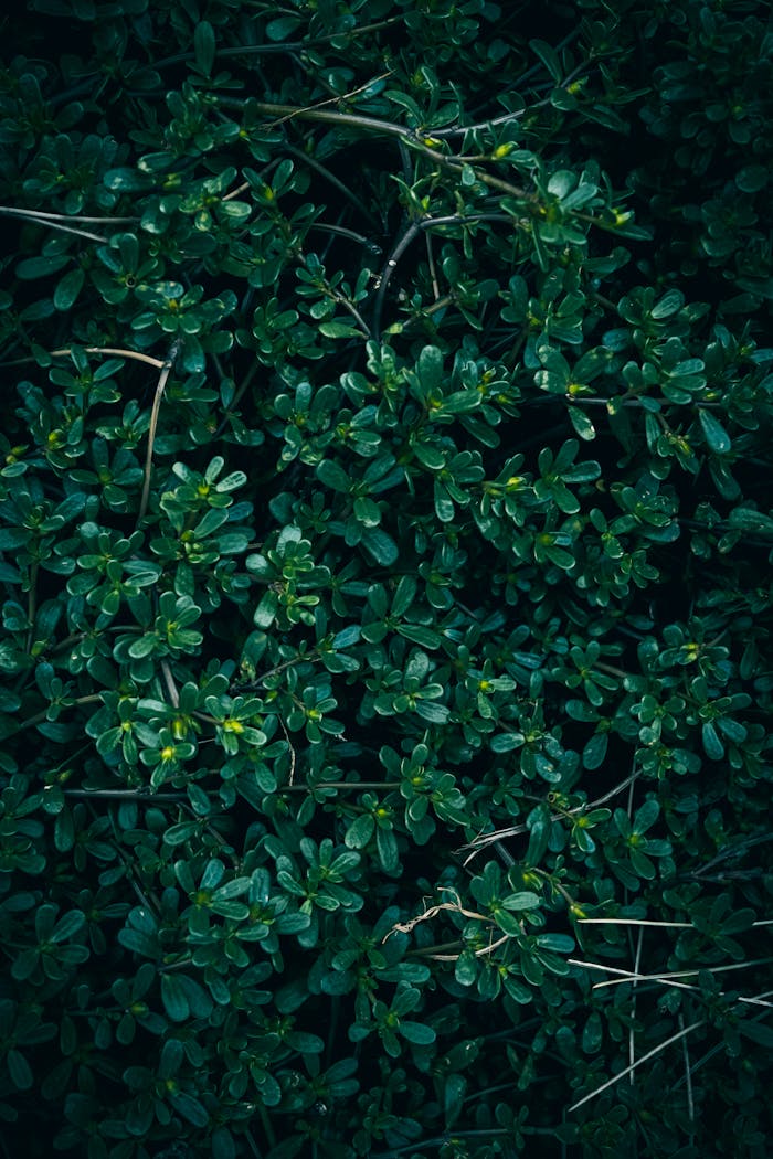 gallery-img-03 A close up of Common Purslane leaves texture pattern