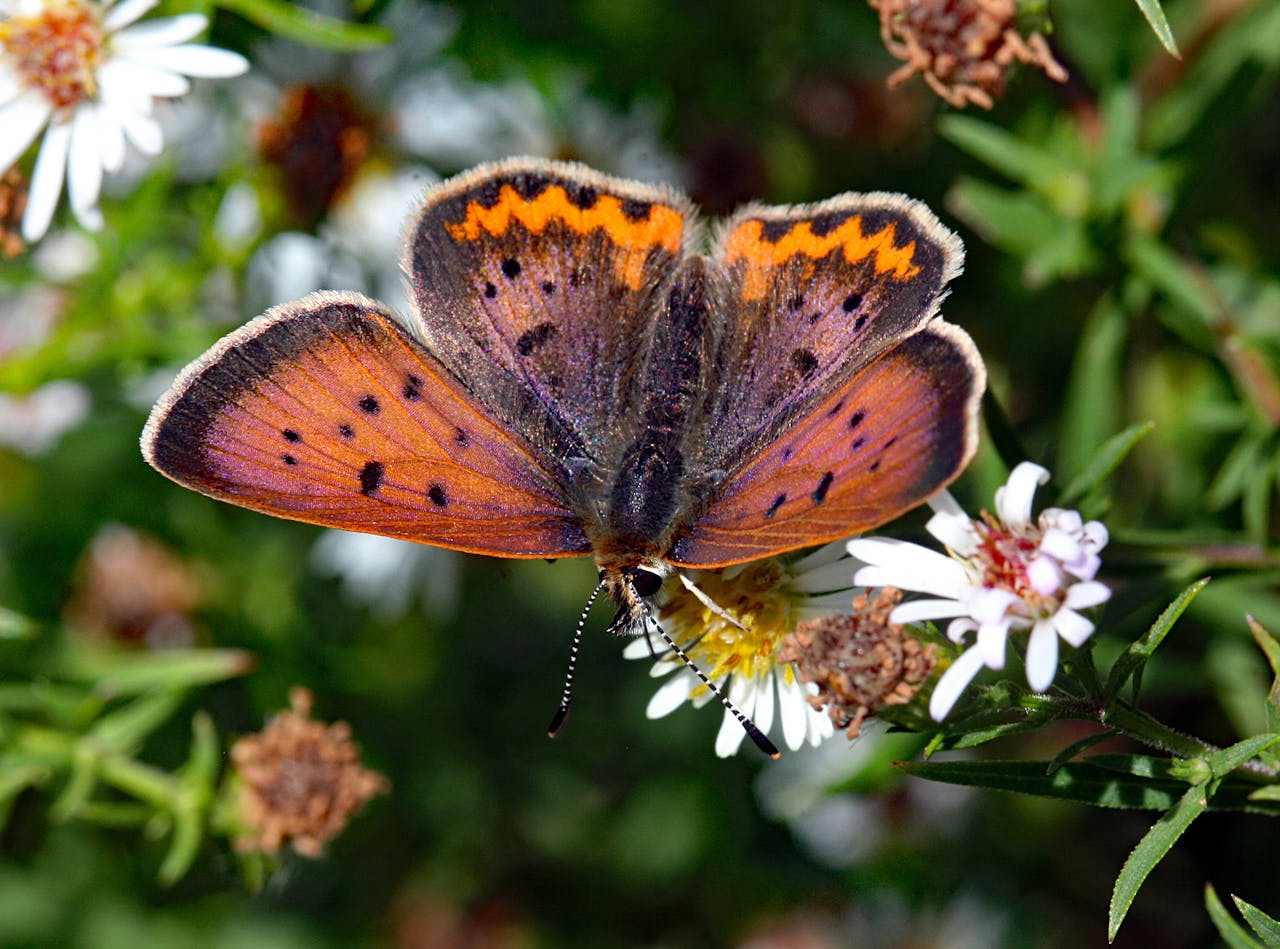 Purplish Copper (Lycaena helloides)