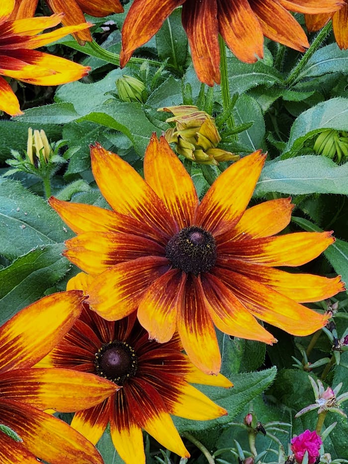 cta-02 Bright black-eyed susans with vivid orange petals in a lush garden setting.