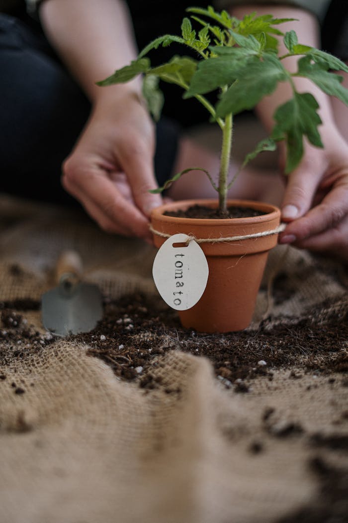 programs-02 Close-up of a person planting a tomato seedling in a pot, focusing on organic gardening practices.