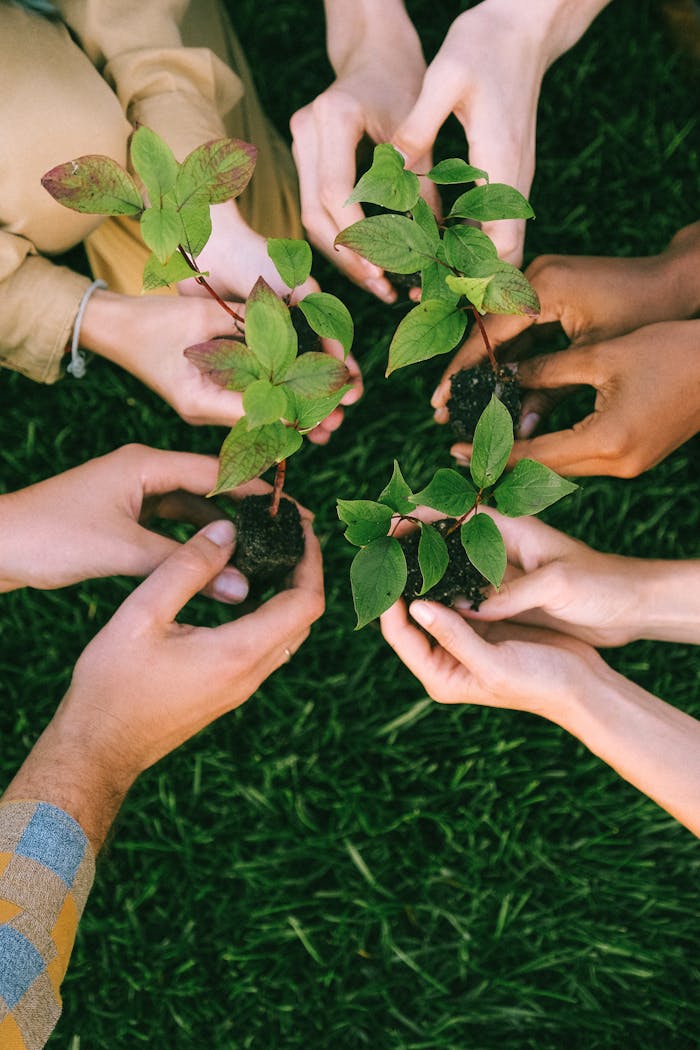 programs-01 Group of diverse people planting tree saplings together, symbolizing sustainability and teamwork.